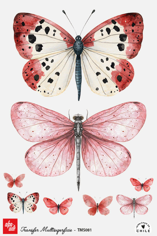 Transfer Multisuperficie TMS081