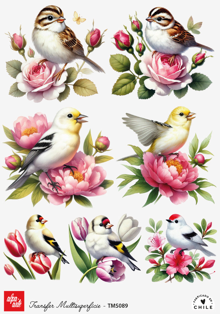 Transfer Multisuperficie TMS089