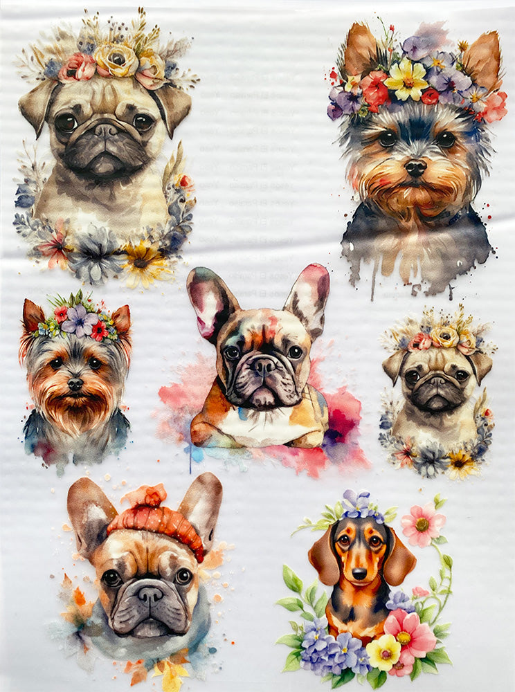 Transfer Multisuperficie DMR020